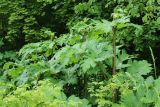 View full-size image Heracleum sosnowskyi