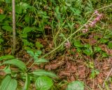 Смотреть изображение Epipactis atrorubens