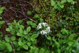 View full-size image Daphne glomerata
