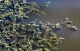 View full-size image Ceratophyllum demersum