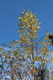 View full-size image Betula pendula
