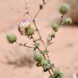 Смотреть изображение Cousinia affinis