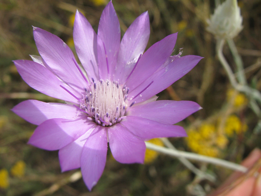 Image of Xeranthemum annuum specimen.