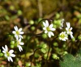 View full-size image genus Erophila