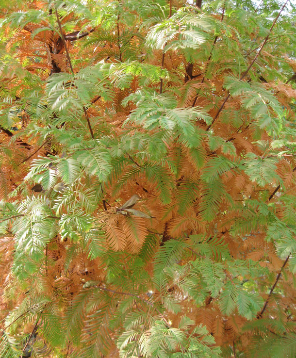 Image of Metasequoia glyptostroboides specimen.