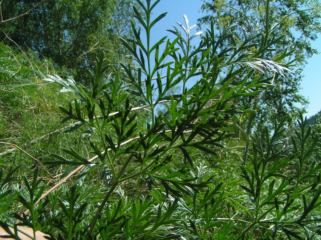 Изображение особи Ferula songarica.