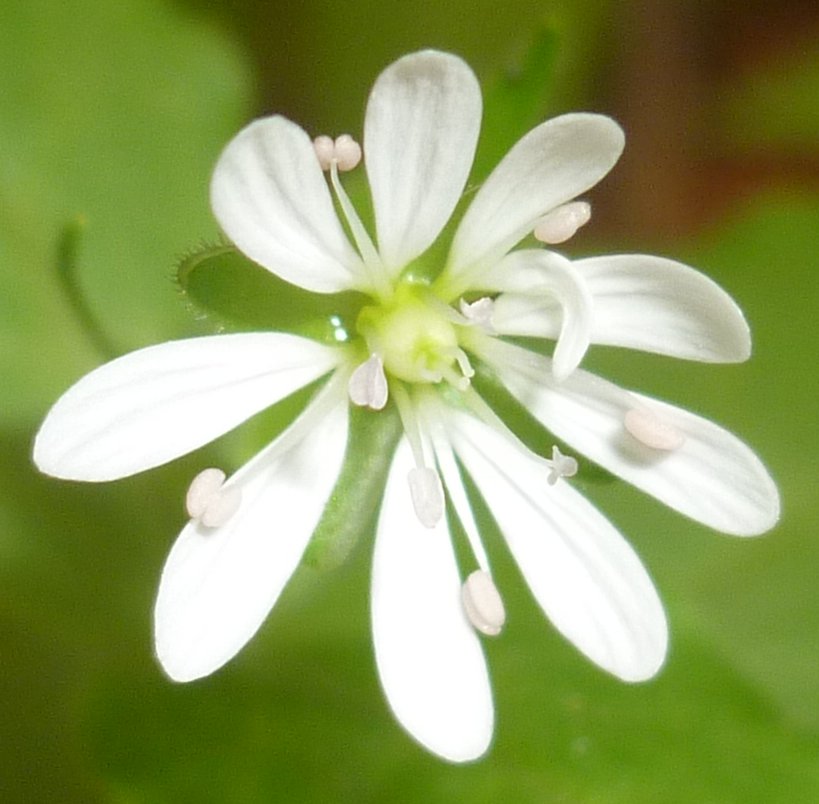 Image of Stellaria bungeana specimen.