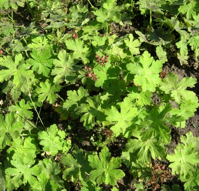 Image of Geranium macrorrhizum specimen.