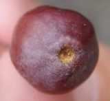 genus Malus