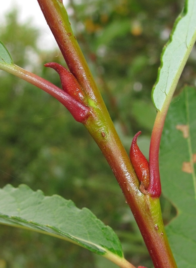 Image of Salix &times; tetrapla specimen.