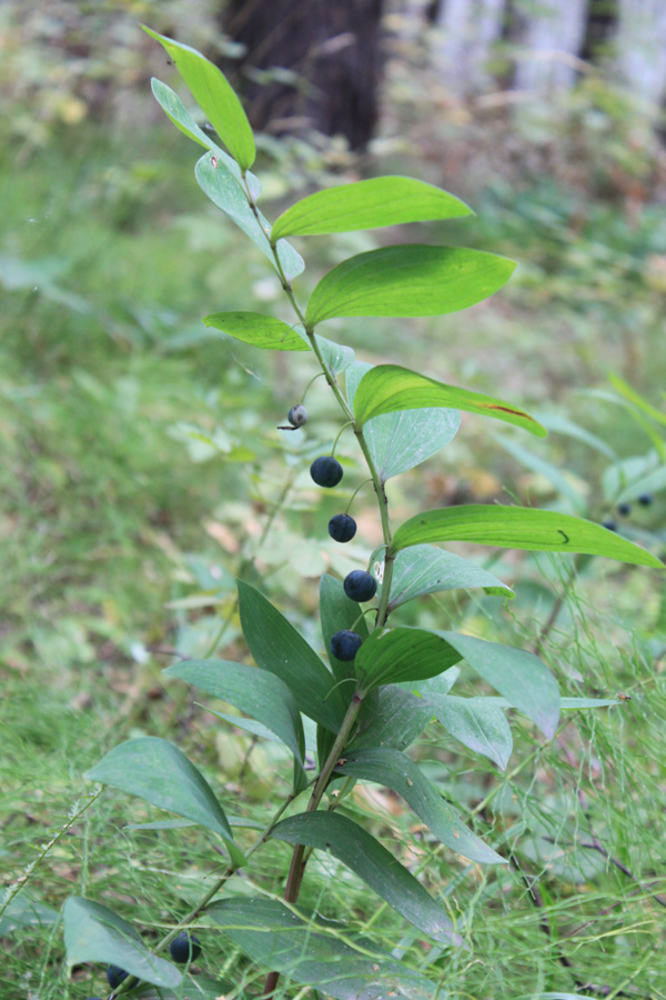 Image of Polygonatum odoratum specimen.