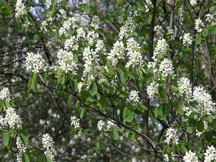 Image of Amelanchier spicata specimen.