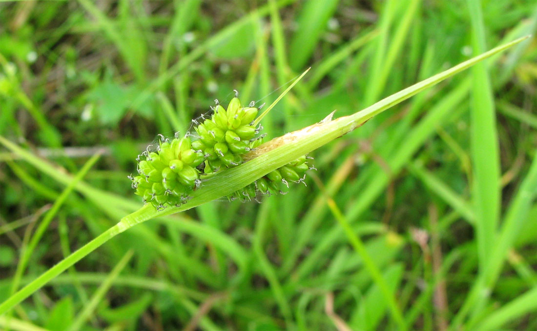 Изображение особи Carex pallescens.