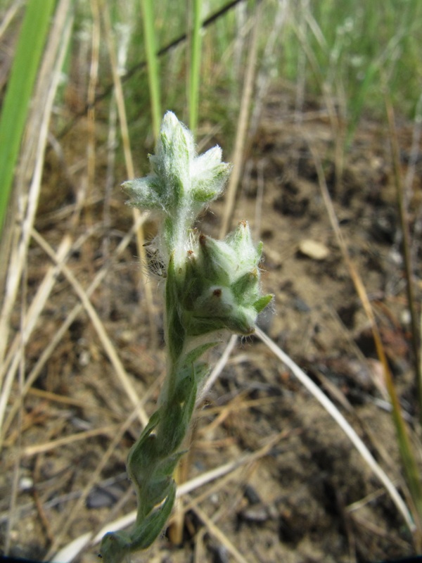 Image of Filago arvensis specimen.