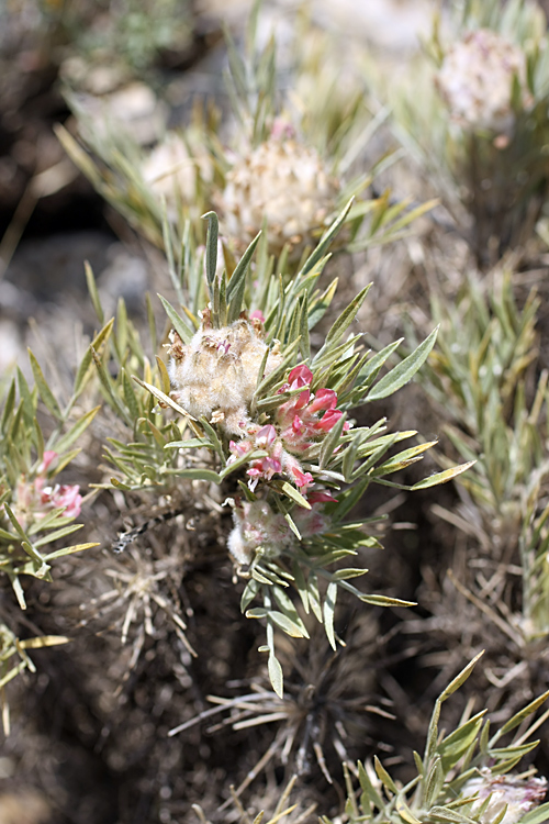 Image of Astragalus inaequalifolius specimen.