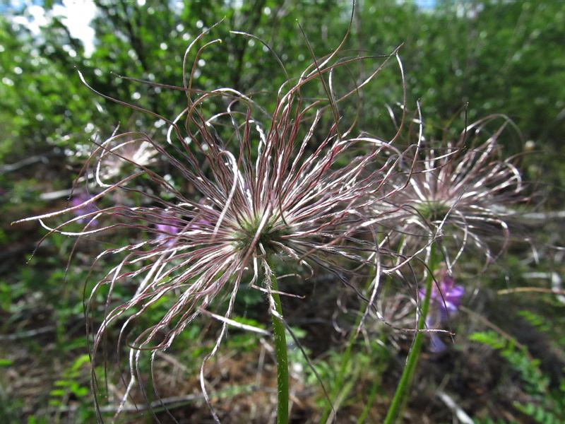 Image of Pulsatilla patens specimen.