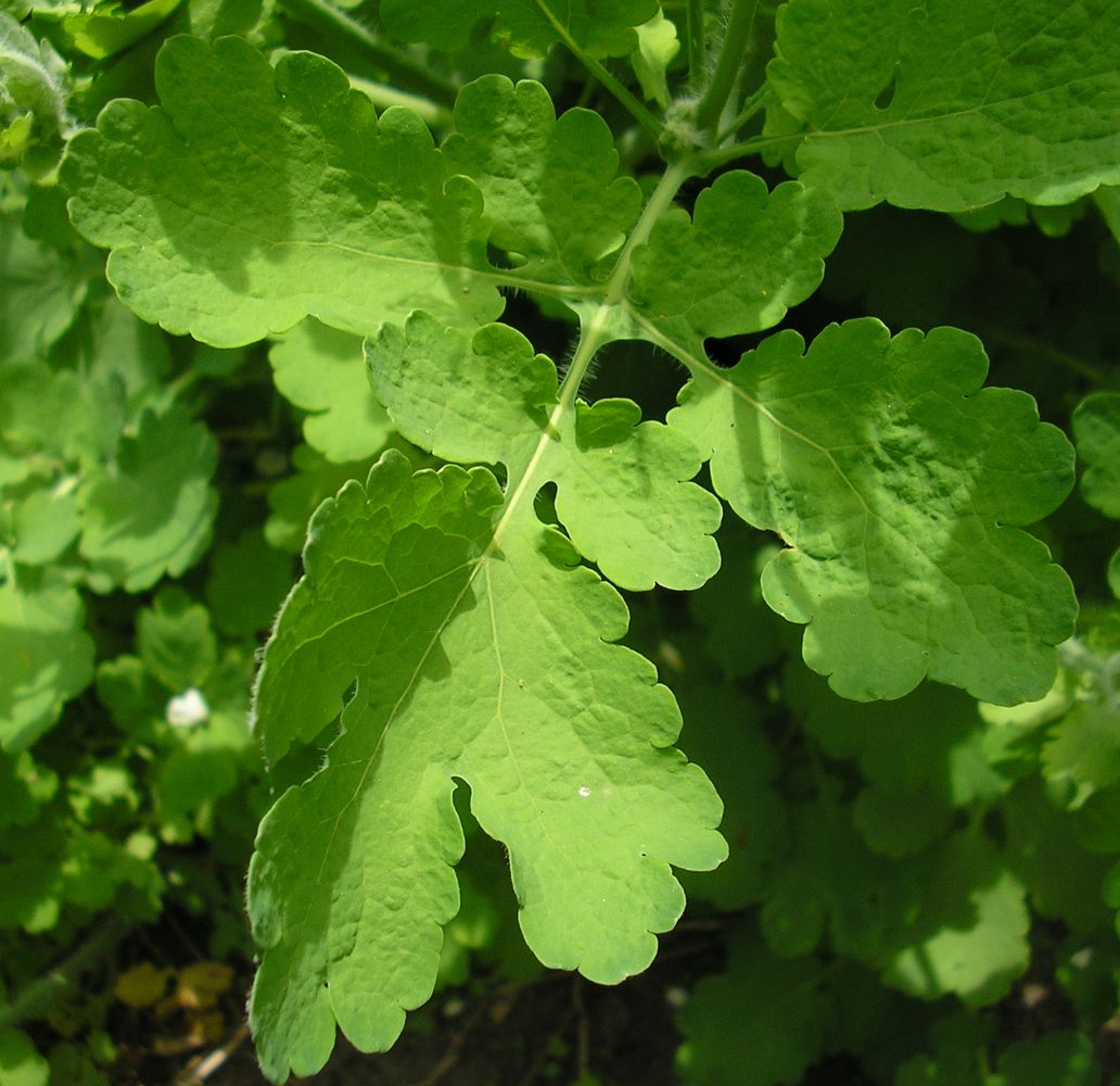 Изображение особи Chelidonium majus.