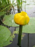 Nuphar lutea