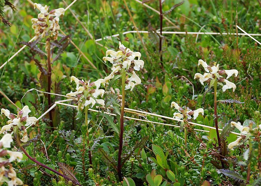 Image of Pedicularis lapponica specimen.