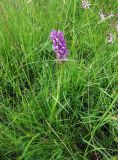 Dactylorhiza majalis. Цветущее растение (листья узкие как у D. incarnata). Украина, Ивано-Франковская обл., Надворнянский р-н, юго-западнее с. Быстрица, пер. Легионов, сырой луг. 21 июня 2011 г.