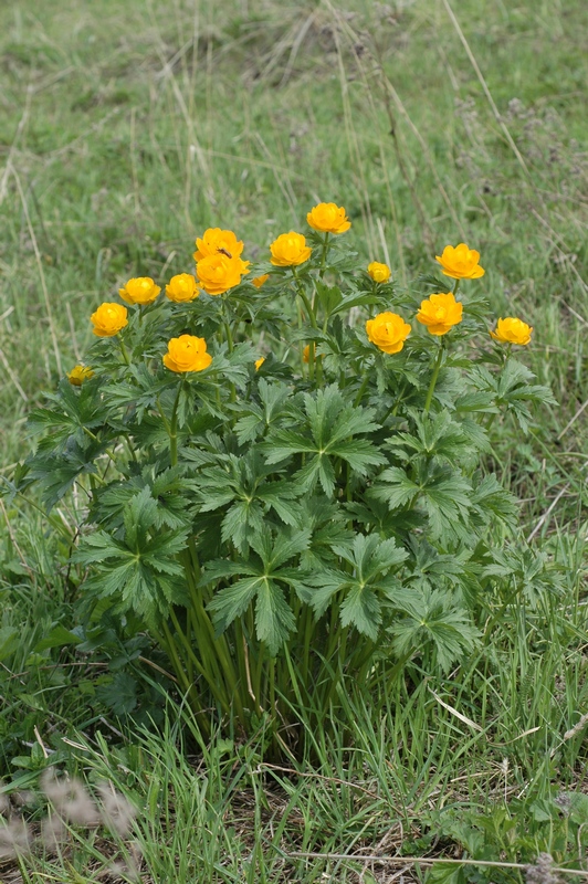 Image of Trollius altaicus specimen.