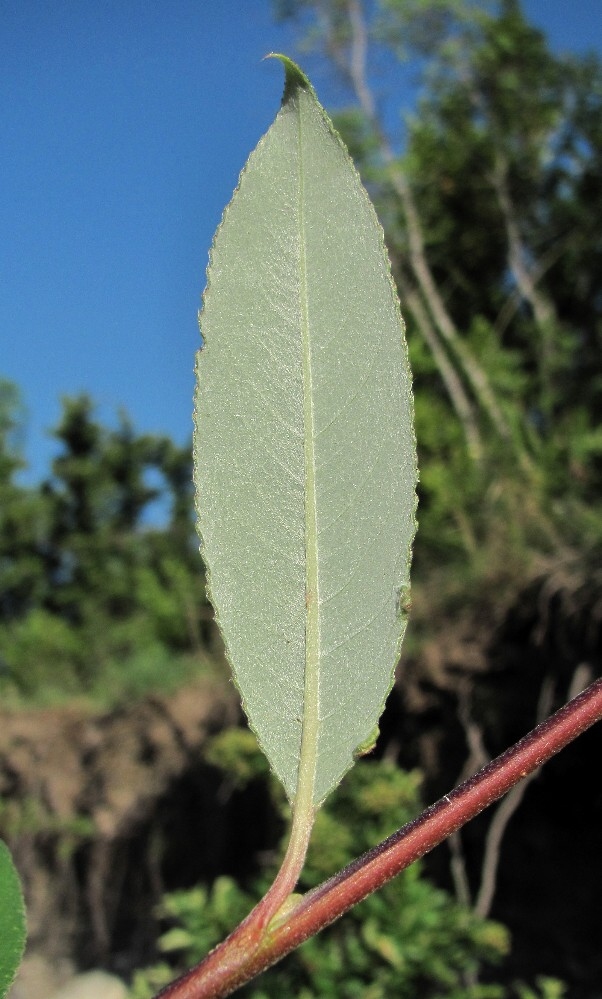 Image of genus Salix specimen.