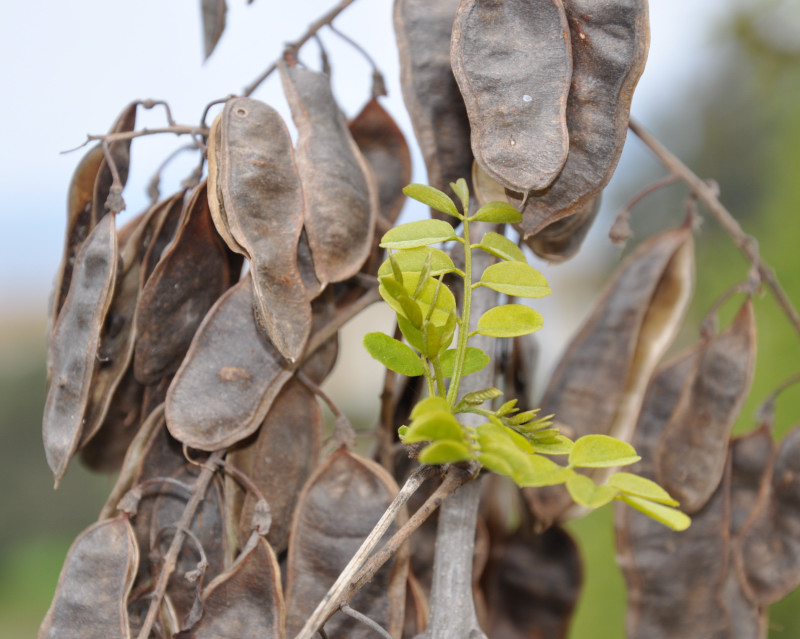 Image of Robinia pseudoacacia specimen.