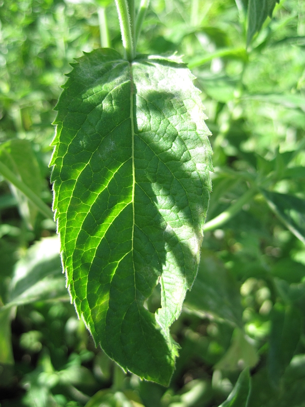 Изображение особи Mentha longifolia.