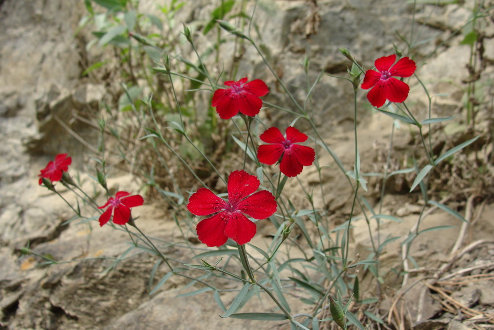 Изображение особи Dianthus mainensis.