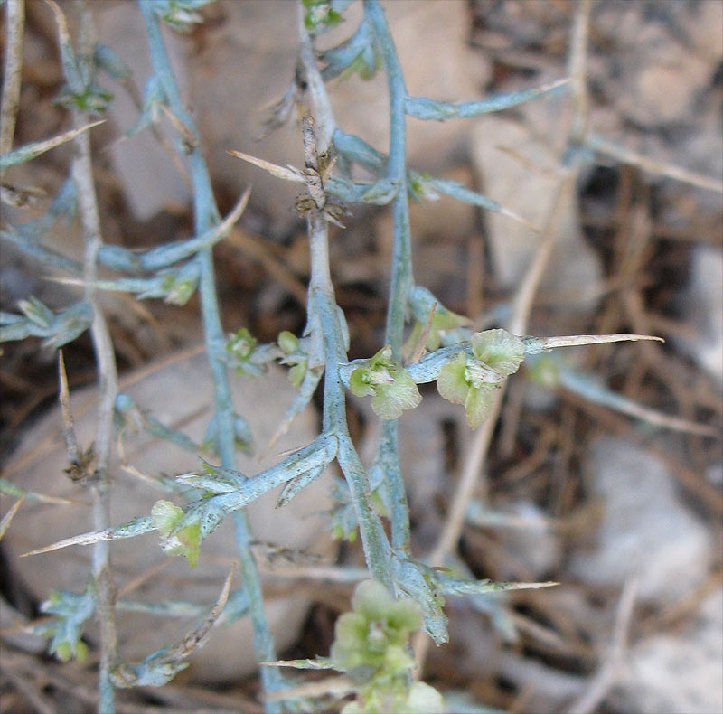 Image of Noaea mucronata specimen.