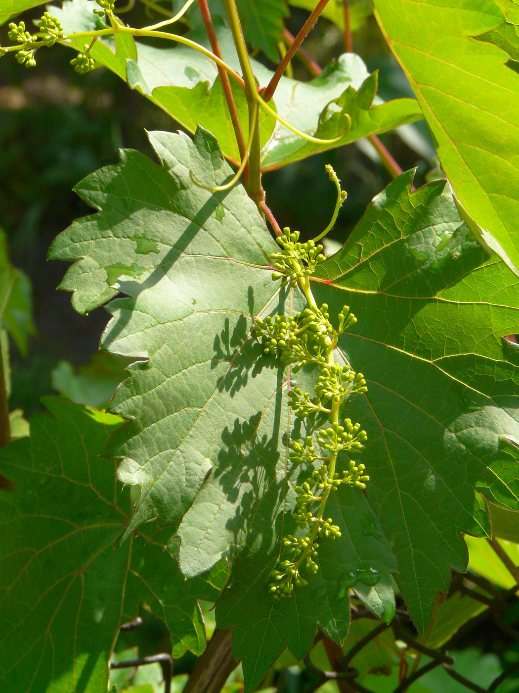 Image of Vitis &times; bacoi specimen.