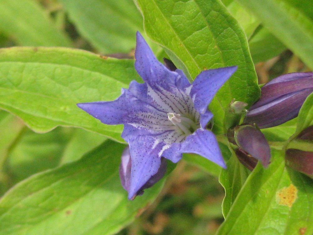 Image of Gentiana asclepiadea specimen.