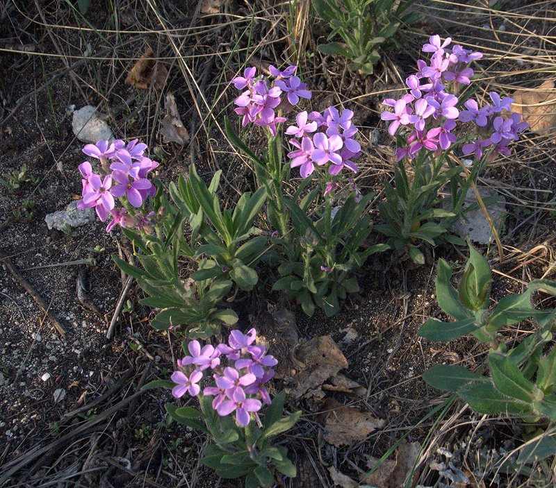 Image of Clausia aprica specimen.