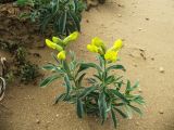 Thermopsis lanceolata