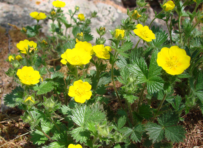 Image of genus Potentilla specimen.