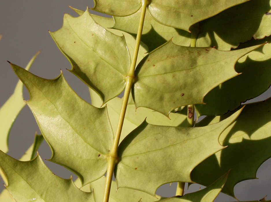 Image of Mahonia &times; media specimen.