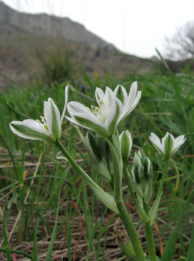 Image of Ornithogalum navaschinii specimen.