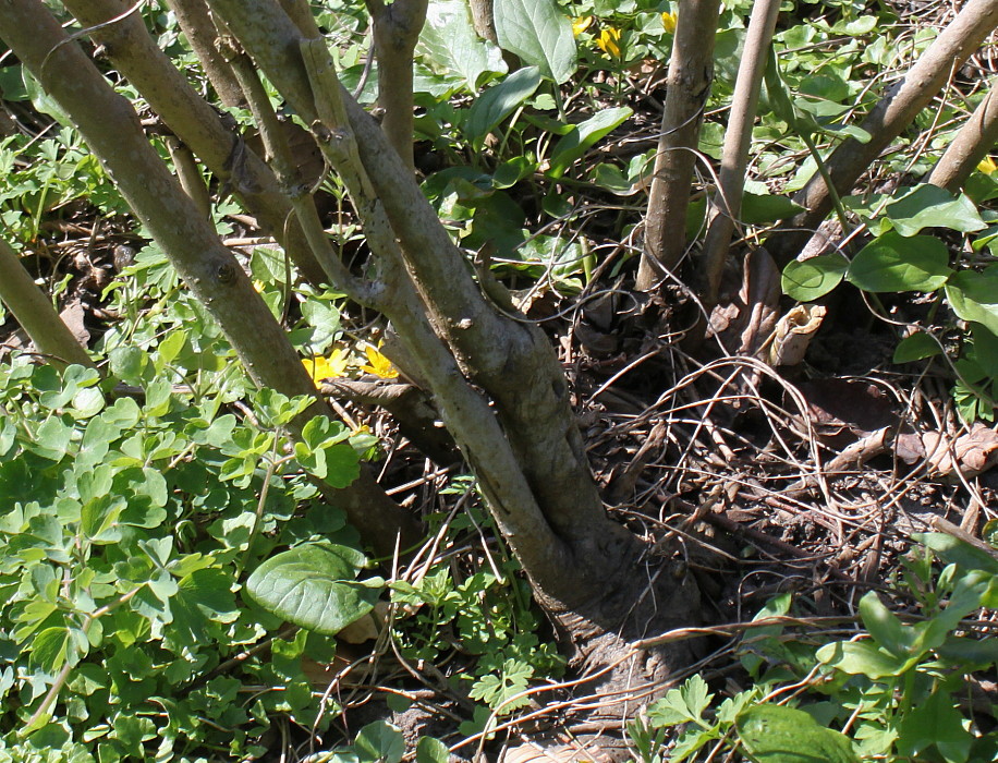 Image of Paeonia delavayi specimen.