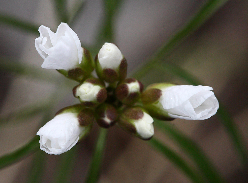 Image of Cardamine trifida specimen.