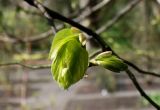 Tilia euchlora. Молодые листочки. Германия, г. Krefeld, Ботанический сад. 20.04.2013.