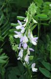 Galega officinalis. Соцветие. Крым, Симферополь, ботанический сад, в культуре. 7 июня 2013 г.