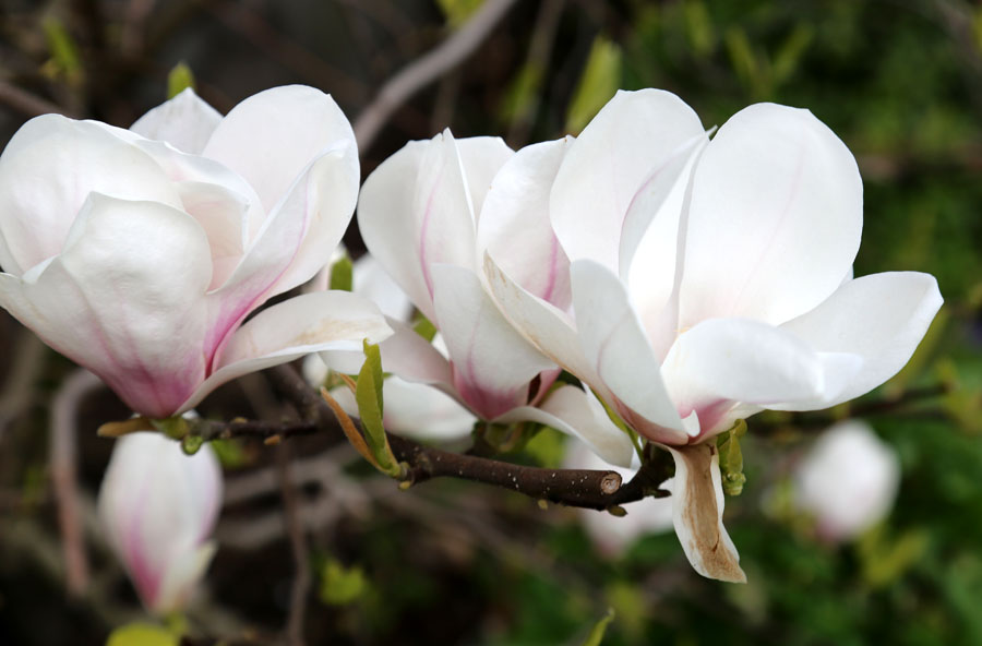 Image of genus Magnolia specimen.