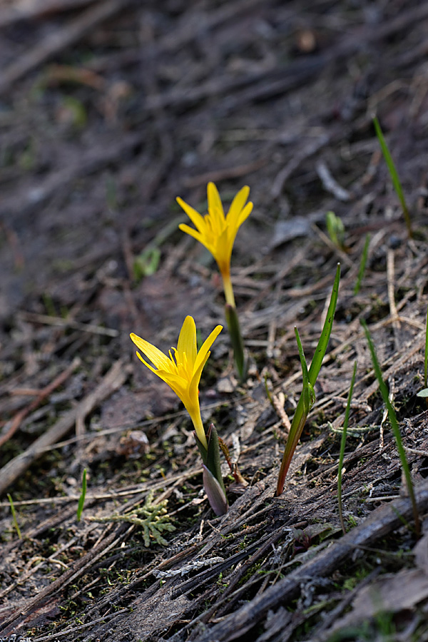 Изображение особи Colchicum luteum.