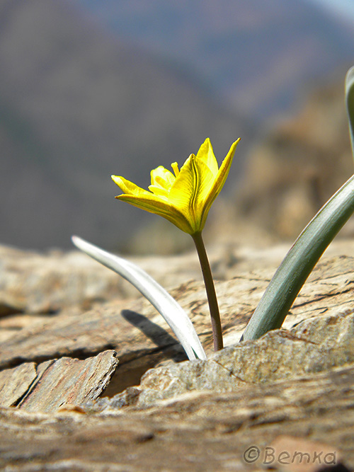 Изображение особи Tulipa uniflora.