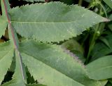 genus Cephalaria