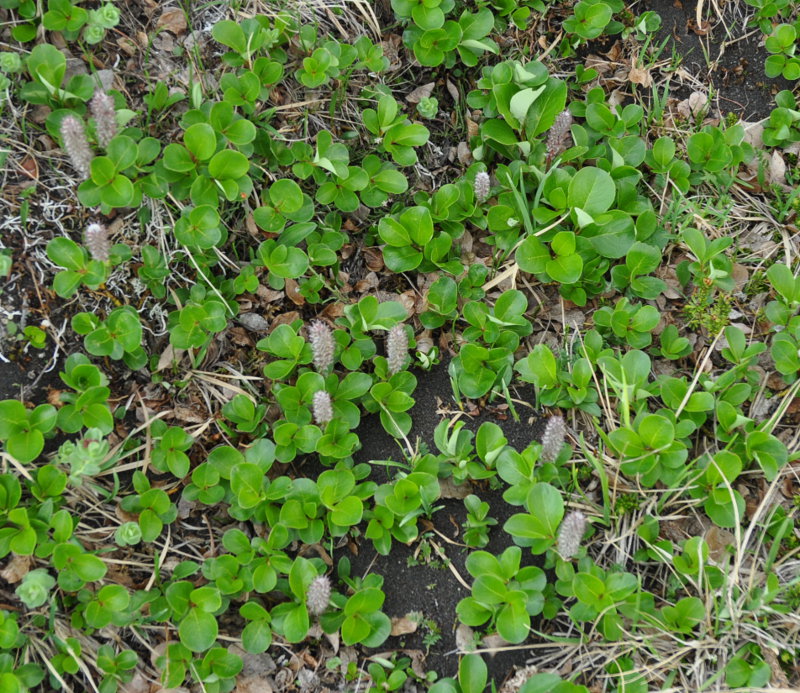 Image of genus Salix specimen.