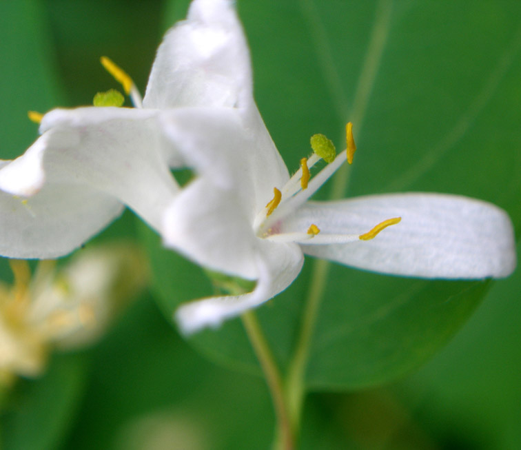 Image of Lonicera tatarica specimen.