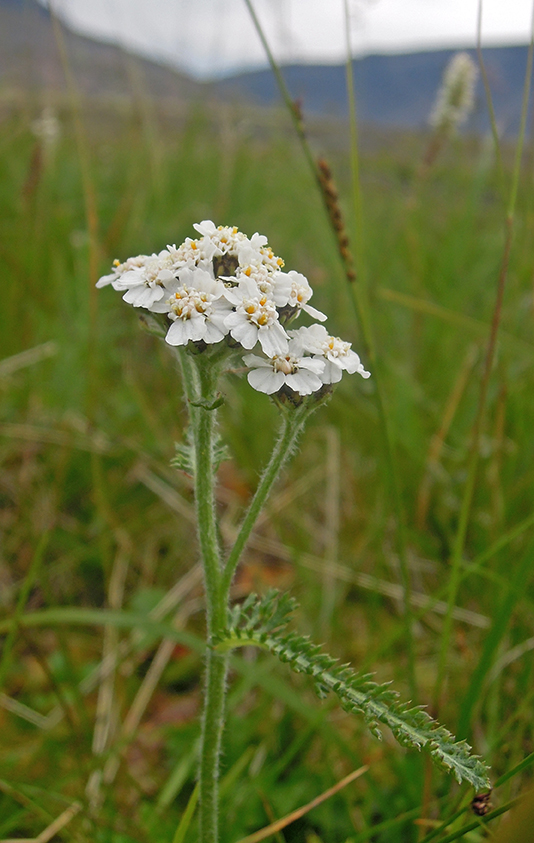 Изображение особи Achillea apiculata.