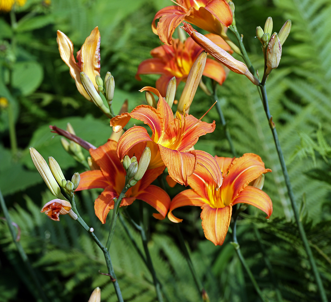 Image of Hemerocallis &times; hybrida specimen.