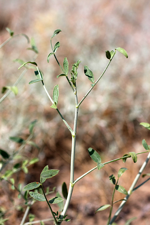 Изображение особи семейство Fabaceae.